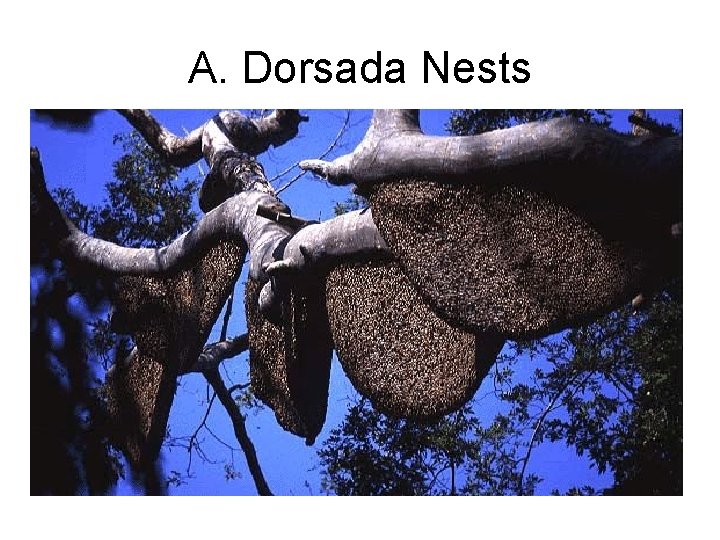 A. Dorsada Nests 