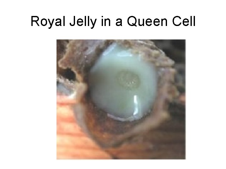 Royal Jelly in a Queen Cell 