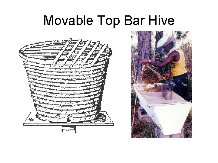 Movable Top Bar Hive 