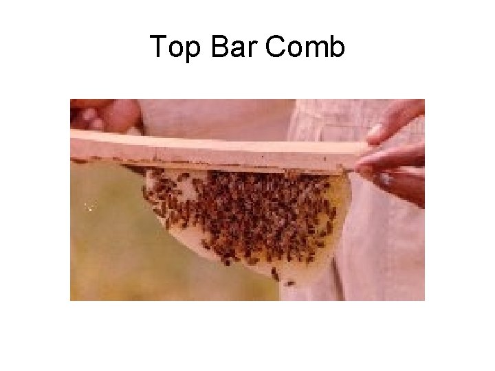 Top Bar Comb 