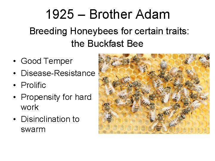 1925 – Brother Adam Breeding Honeybees for certain traits: the Buckfast Bee • •