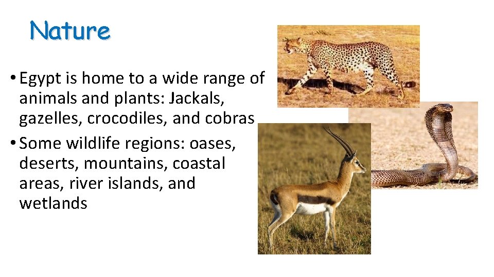 Nature • Egypt is home to a wide range of animals and plants: Jackals,