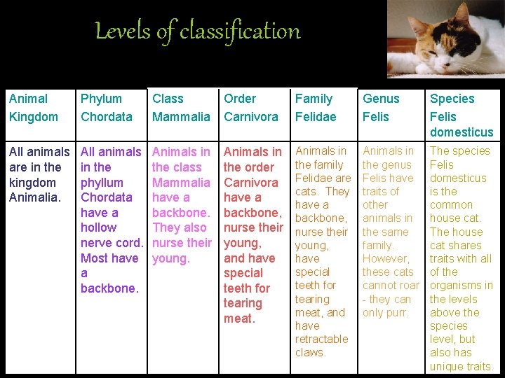 Levels of classification Animal Kingdom Phylum Chordata Class Mammalia Order Carnivora Family Felidae Genus