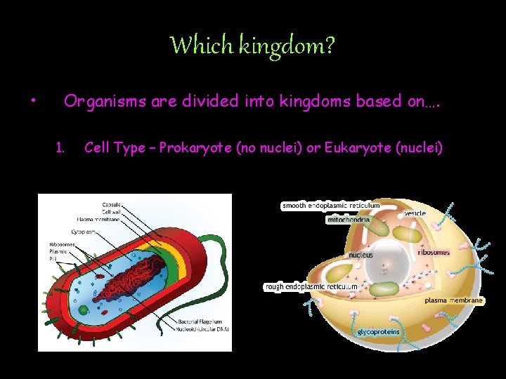 Which kingdom? • Organisms are divided into kingdoms based on…. 1. Cell Type –