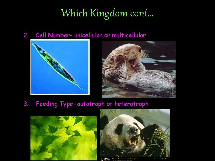 Which Kingdom cont… 2. Cell Number- unicellular or multicellular 3. Feeding Type- autotroph or