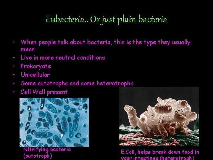 Eubacteria. . Or just plain bacteria • When people talk about bacteria, this is