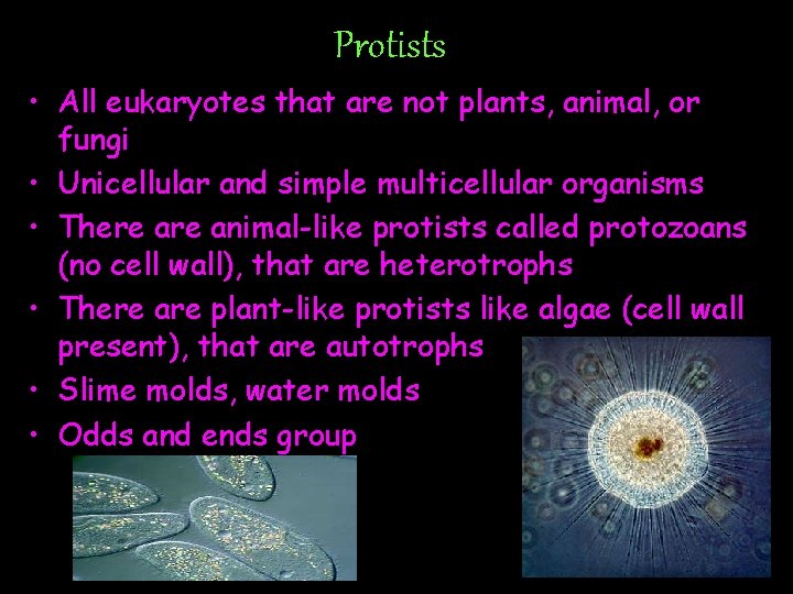 Protists • All eukaryotes that are not plants, animal, or fungi • Unicellular and
