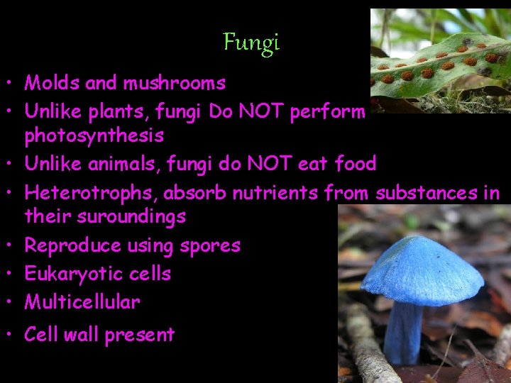 Fungi • Molds and mushrooms • Unlike plants, fungi Do NOT perform photosynthesis •