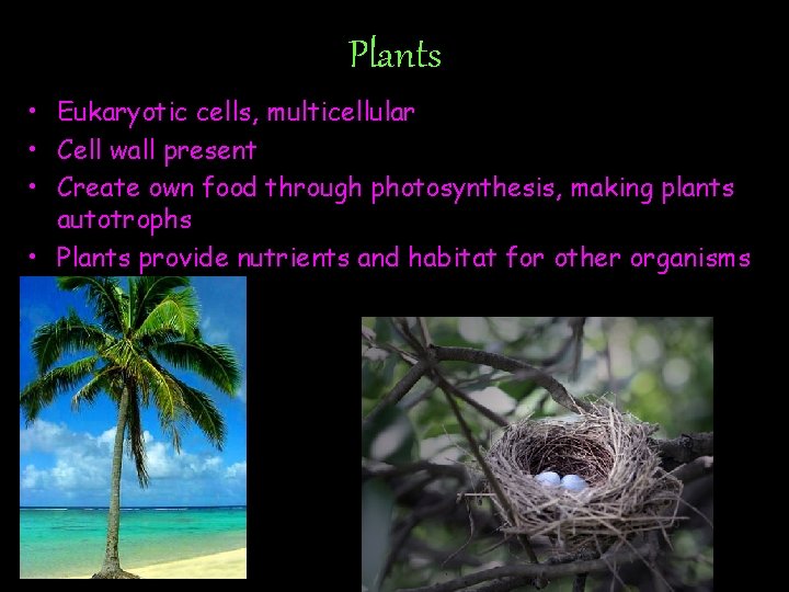 Plants • Eukaryotic cells, multicellular • Cell wall present • Create own food through