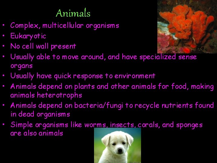  • • Animals Complex, multicellular organisms Eukaryotic No cell wall present Usually able