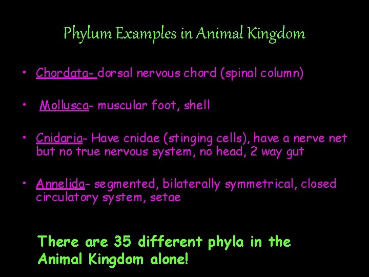 Phylum Examples in Animal Kingdom • Chordata- dorsal nervous chord (spinal column) • Mollusca-