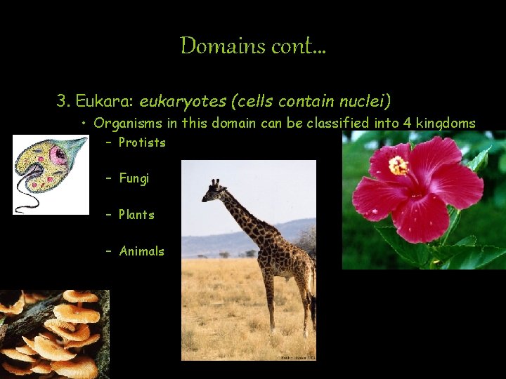 Domains cont… 3. Eukara: eukaryotes (cells contain nuclei) • Organisms in this domain can