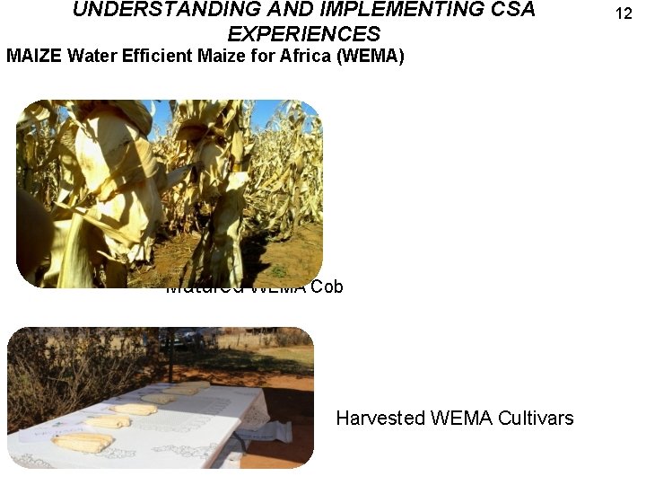 UNDERSTANDING AND IMPLEMENTING CSA EXPERIENCES MAIZE Water Efficient Maize for Africa (WEMA) Matured WEMA