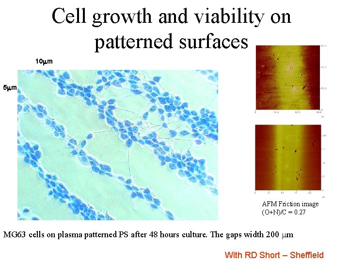 Cell growth and viability on patterned surfaces 10 m 5 m AFM Friction image