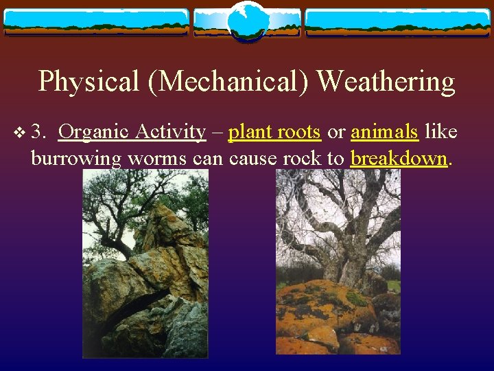 Physical (Mechanical) Weathering v 3. Organic Activity – plant roots or animals like burrowing