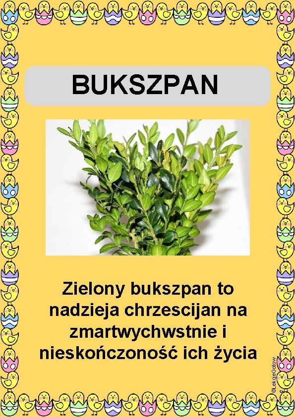 Zielony bukszpan to nadzieja chrzescijan na zmartwychwstnie i nieskończoność ich życia ©Lekcje. Gotow e