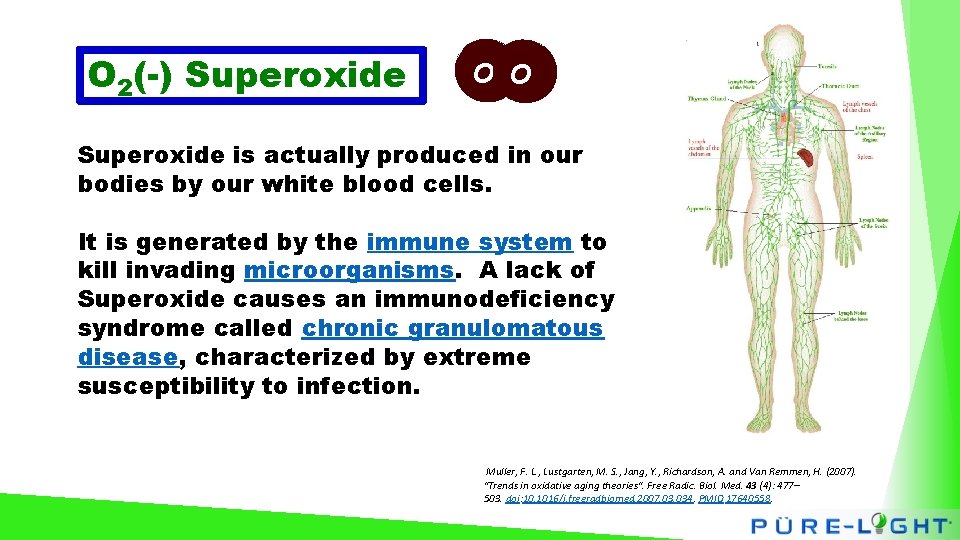 O 2(-) Superoxide O O Superoxide is actually produced in our bodies by our
