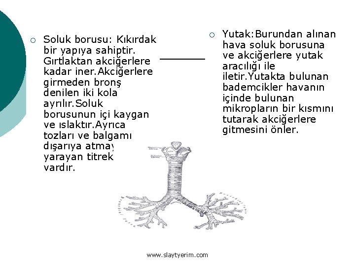 ¡ Soluk borusu: Kıkırdak bir yapıya sahiptir. Gırtlaktan akciğerlere kadar iner. Akciğerlere girmeden bronş