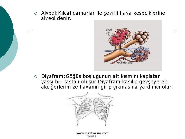 ¡ Alveol: Kılcal damarlar ile çevrili hava keseciklerine alveol denir. ¡ Diyafram: Göğüs boşluğunun