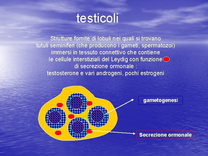 testicoli Strutture fornite di lobuli nei quali si trovano tutuli seminiferi (che producono i