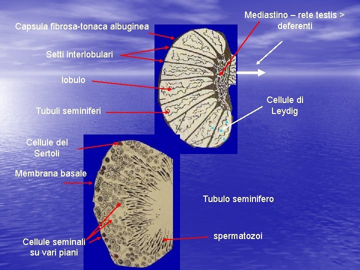 Capsula fibrosa-tonaca albuginea Mediastino – rete testis > deferenti Setti interlobulari lobulo Cellule di