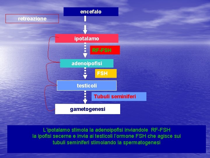 encefalo retroazione ipotalamo RF-FSH adenoipofisi FSH testicoli Tubuli seminiferi gametogenesi L’ipotalamo stimola la adenoipofisi