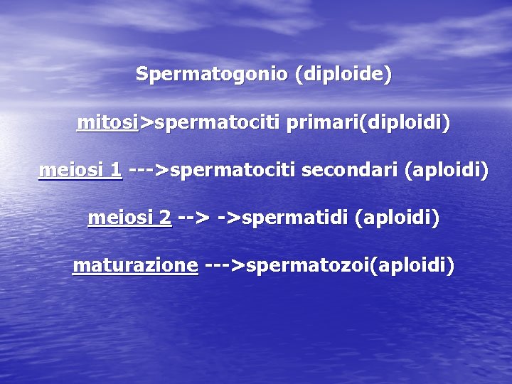Spermatogonio (diploide) mitosi>spermatociti primari(diploidi) meiosi 1 --->spermatociti secondari (aploidi) meiosi 2 --> ->spermatidi (aploidi) Spermatogonio (diploide) mitosi>spermatociti primari(diploidi) meiosi 1 --->spermatociti secondari (aploidi) meiosi 2 --> ->spermatidi (aploidi)