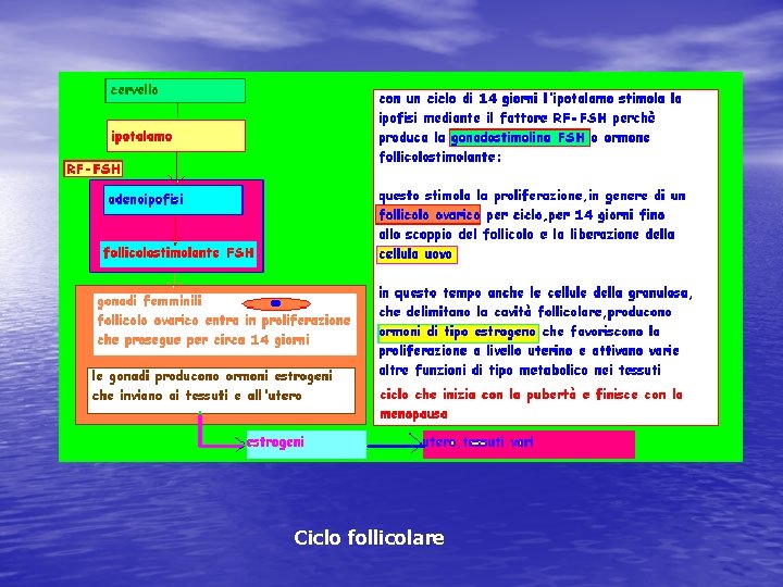 Ciclo follicolare 