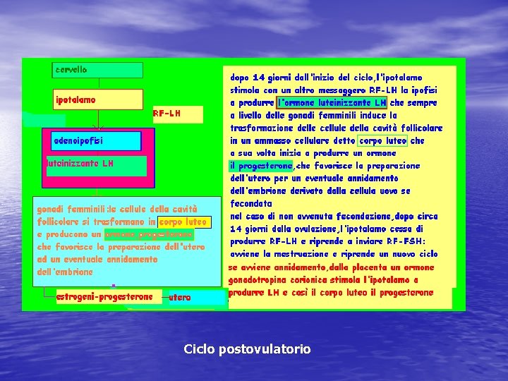 Ciclo postovulatorio Ciclo postovulatorio