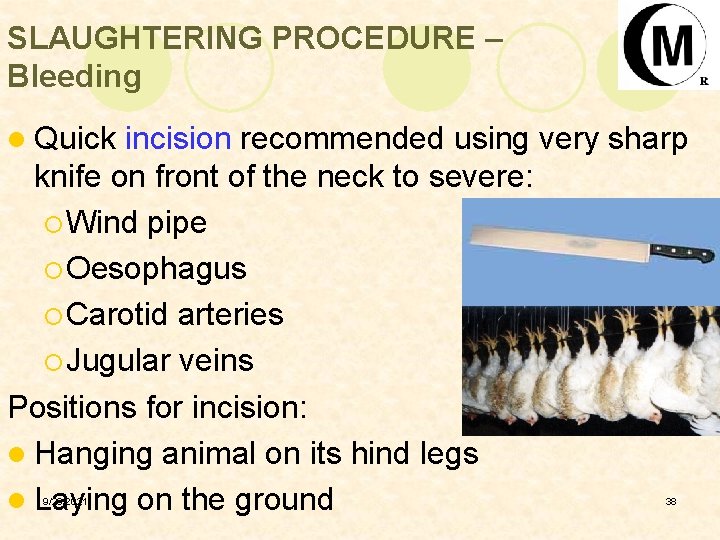 SLAUGHTERING PROCEDURE – Bleeding l Quick incision recommended using very sharp knife on front