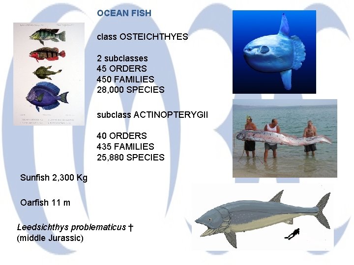 OCEAN FISH class OSTEICHTHYES 2 subclasses 45 ORDERS 450 FAMILIES 28, 000 SPECIES subclass