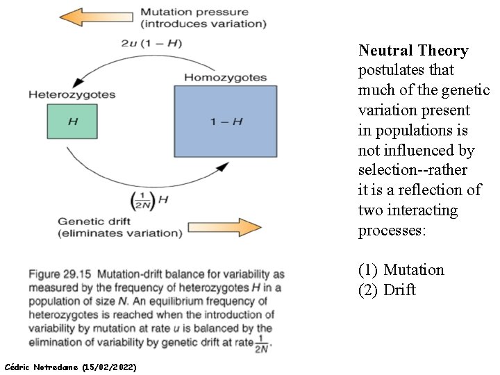 Neutral Theory postulates that much of the genetic variation present in populations is not