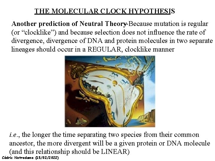 THE MOLECULAR CLOCK HYPOTHESIS Another prediction of Neutral Theory--Because mutation is regular (or “clocklike”)