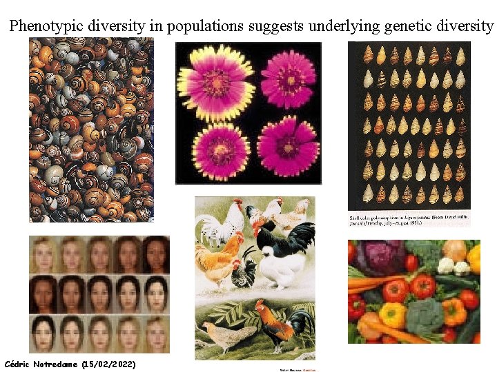 Phenotypic diversity in populations suggests underlying genetic diversity Cédric Notredame (15/02/2022) 
