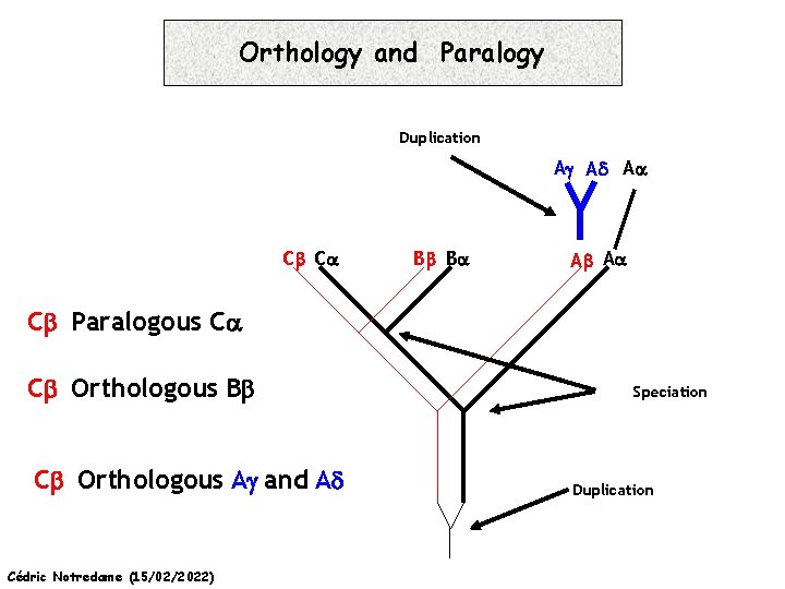 Orthology and Paralogy Duplication Ag Ad Aa Cb Ca Bb Ba Ab Aa Cb