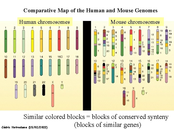 Comparative Map of the Human and Mouse Genomes Human chromosomes Mouse chromosomes Similar colored