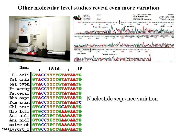 Other molecular level studies reveal even more variation Nucleotide sequence variation Cédric Notredame (15/02/2022)