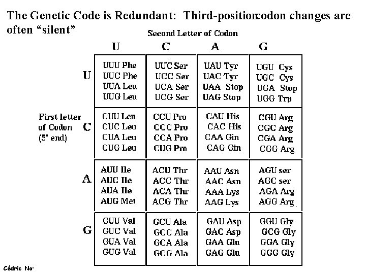 The Genetic Code is Redundant: Third-positioncodon changes are often “silent” Cédric Notredame (15/02/2022) 