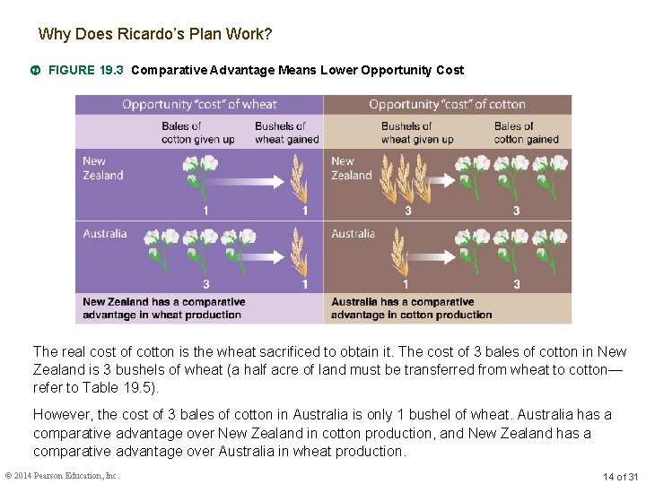 Why Does Ricardo’s Plan Work? FIGURE 19. 3 Comparative Advantage Means Lower Opportunity Cost