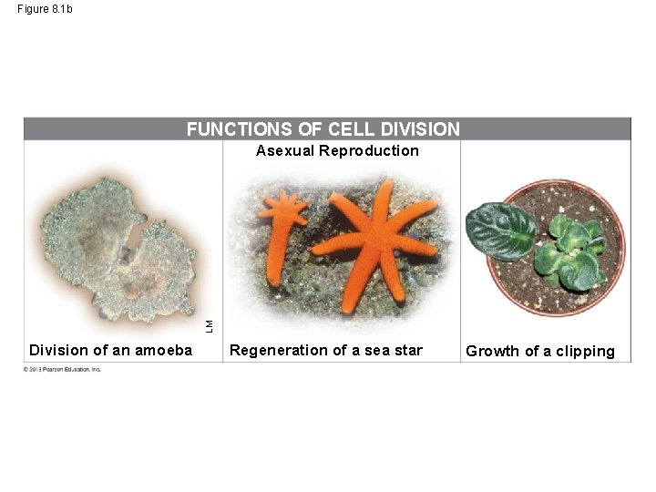 Figure 8. 1 b FUNCTIONS OF CELL DIVISION LM Asexual Reproduction Division of an