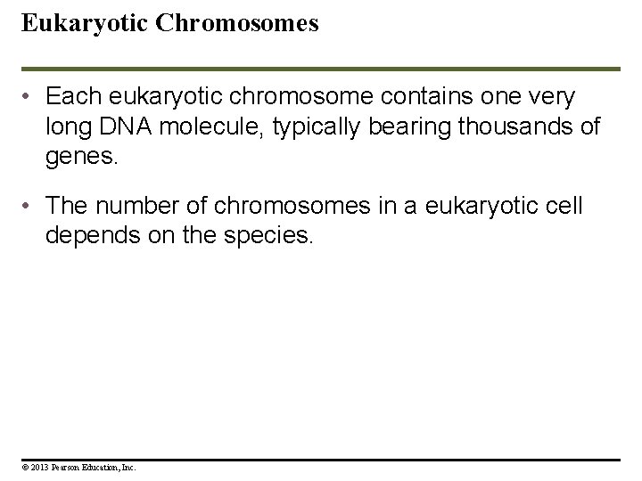 Eukaryotic Chromosomes • Each eukaryotic chromosome contains one very long DNA molecule, typically bearing