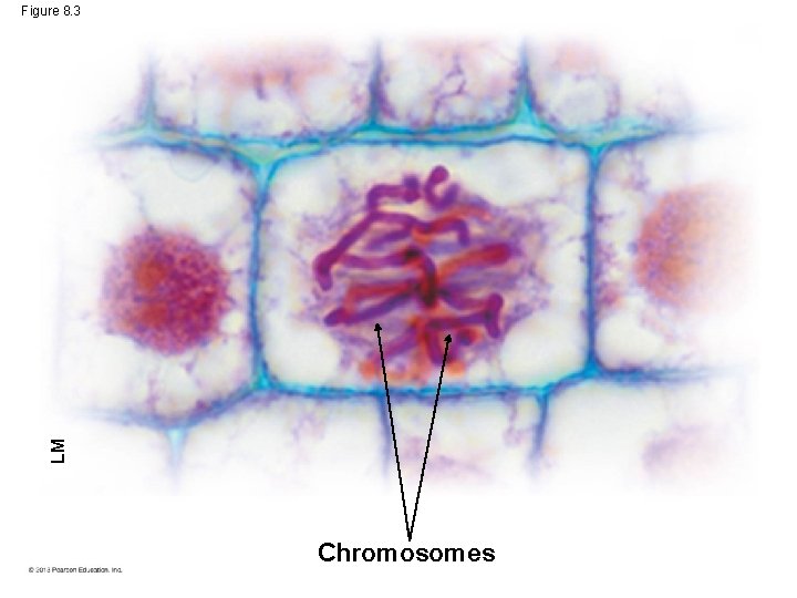 LM Figure 8. 3 Chromosomes 
