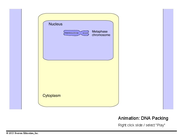 Animation: DNA Packing Right click slide / select “Play” © 2013 Pearson Education, Inc.