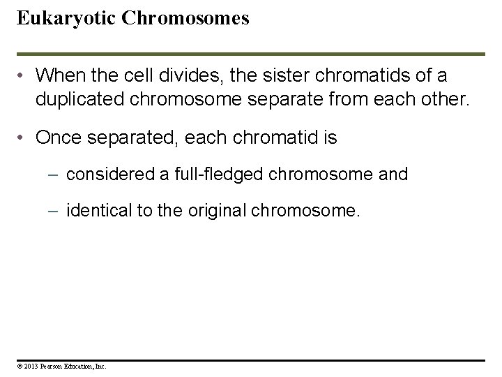 Eukaryotic Chromosomes • When the cell divides, the sister chromatids of a duplicated chromosome