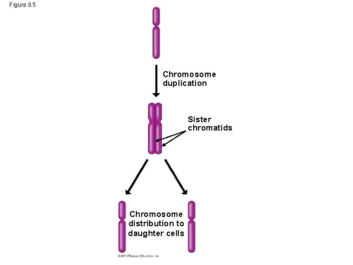 Figure 8. 5 Chromosome duplication Sister chromatids Chromosome distribution to daughter cells 