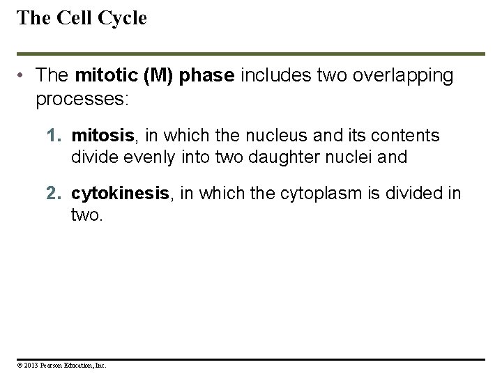 The Cell Cycle • The mitotic (M) phase includes two overlapping processes: 1. mitosis,