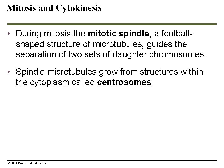 Mitosis and Cytokinesis • During mitosis the mitotic spindle, a footballshaped structure of microtubules,