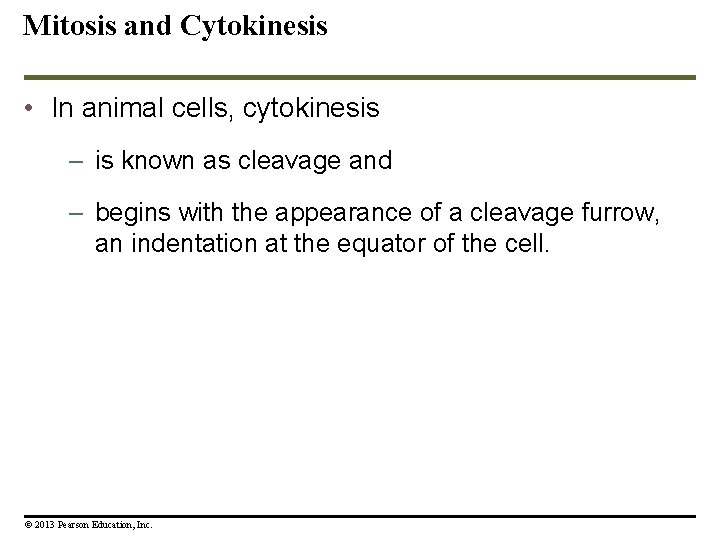 Mitosis and Cytokinesis • In animal cells, cytokinesis – is known as cleavage and