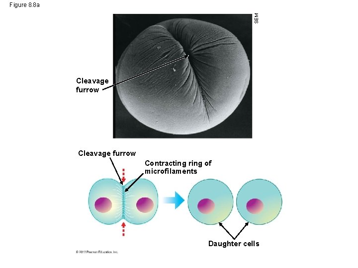 SEM Figure 8. 8 a Cleavage furrow Contracting ring of microfilaments Daughter cells 