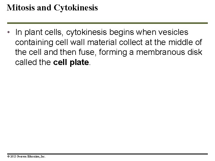 Mitosis and Cytokinesis • In plant cells, cytokinesis begins when vesicles containing cell wall